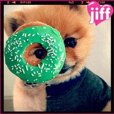 JiffPom