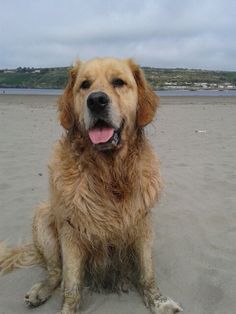 Marley the Golden Retriever