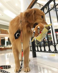 Marley the Golden Retriever