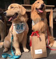 Marley the Golden Retriever