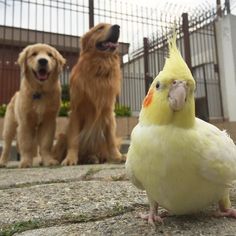 Marley the Golden Retriever