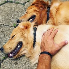 Marley the Golden Retriever