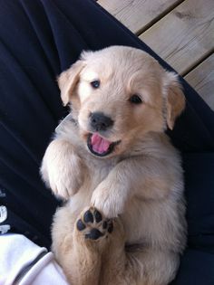 Marley the Golden Retriever