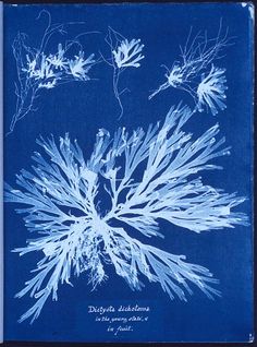 Anna Atkins