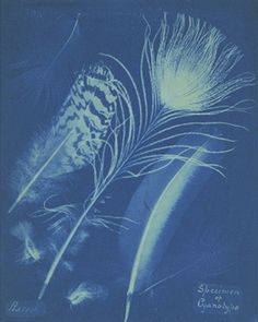 Anna Atkins