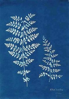 Anna Atkins