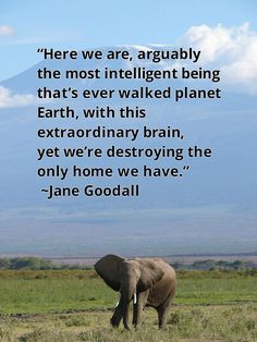 Jane Goodall