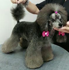 Ruru the Toy Poodle