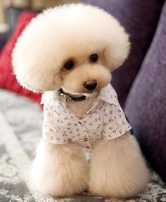 Ruru the Toy Poodle