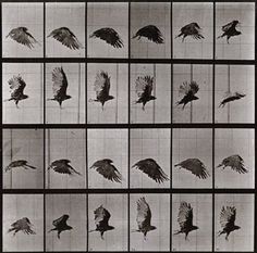 Eadweard Muybridge