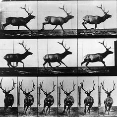 Eadweard Muybridge