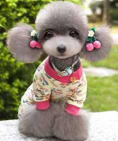 El the Toy Poodle