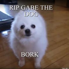 Gabe the Dog