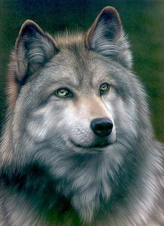 Loup