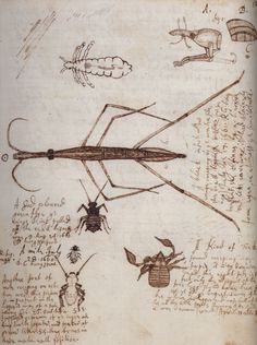 Robert Hooke