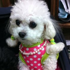 Shasha the Toy Poodle