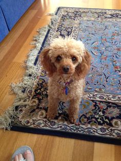 Shasha the Toy Poodle