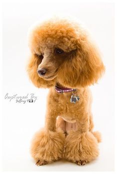 Shasha the Toy Poodle