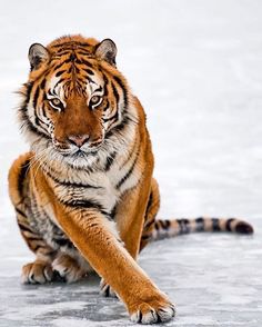 Tigar