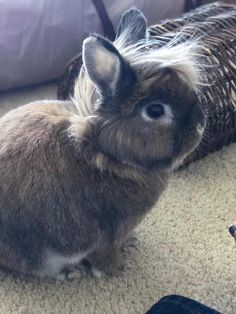 BunZ