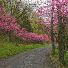 Bud Lane