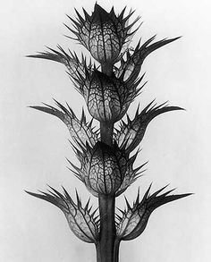 Karl Blossfeldt