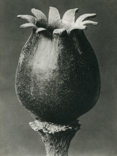 Karl Blossfeldt