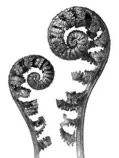 Karl Blossfeldt