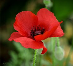 Poppy