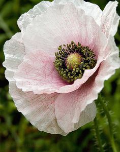 Poppy