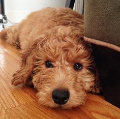 Samson The Goldendoodle