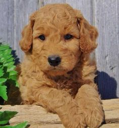 Samson The Goldendoodle