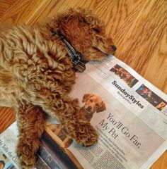 Samson The Goldendoodle