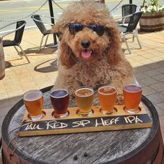 Samson The Goldendoodle