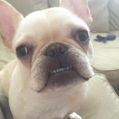 Winnie Frenchiepooh