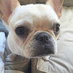 Winnie Frenchiepooh