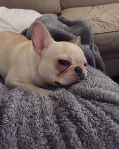 Winnie Frenchiepooh