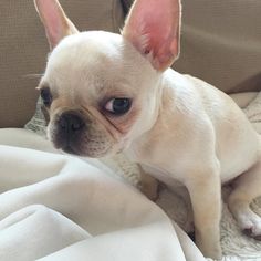 Winnie Frenchiepooh