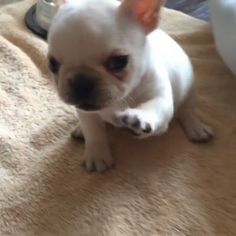 Winnie Frenchiepooh