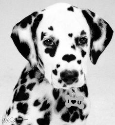 Dalmata