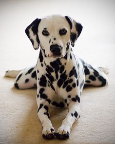 Dalmata