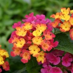 Easy Lantana