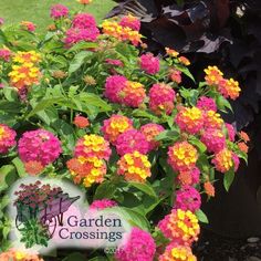 Easy Lantana