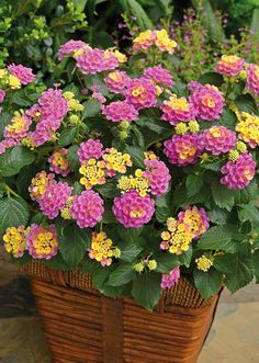 Easy Lantana