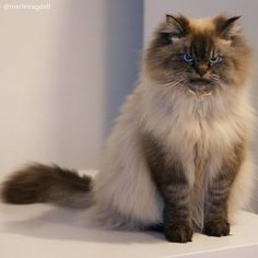 Merlin Ragdoll