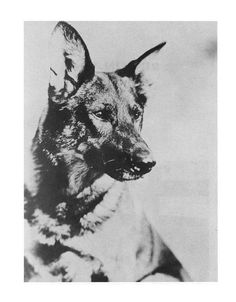 Rin Tin Tin