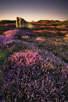 Heather Land