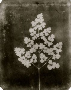 Henry Fox Talbot