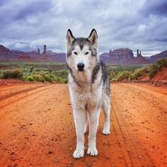 Loki the Wolf Dog