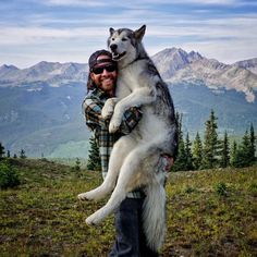 Loki the Wolf Dog